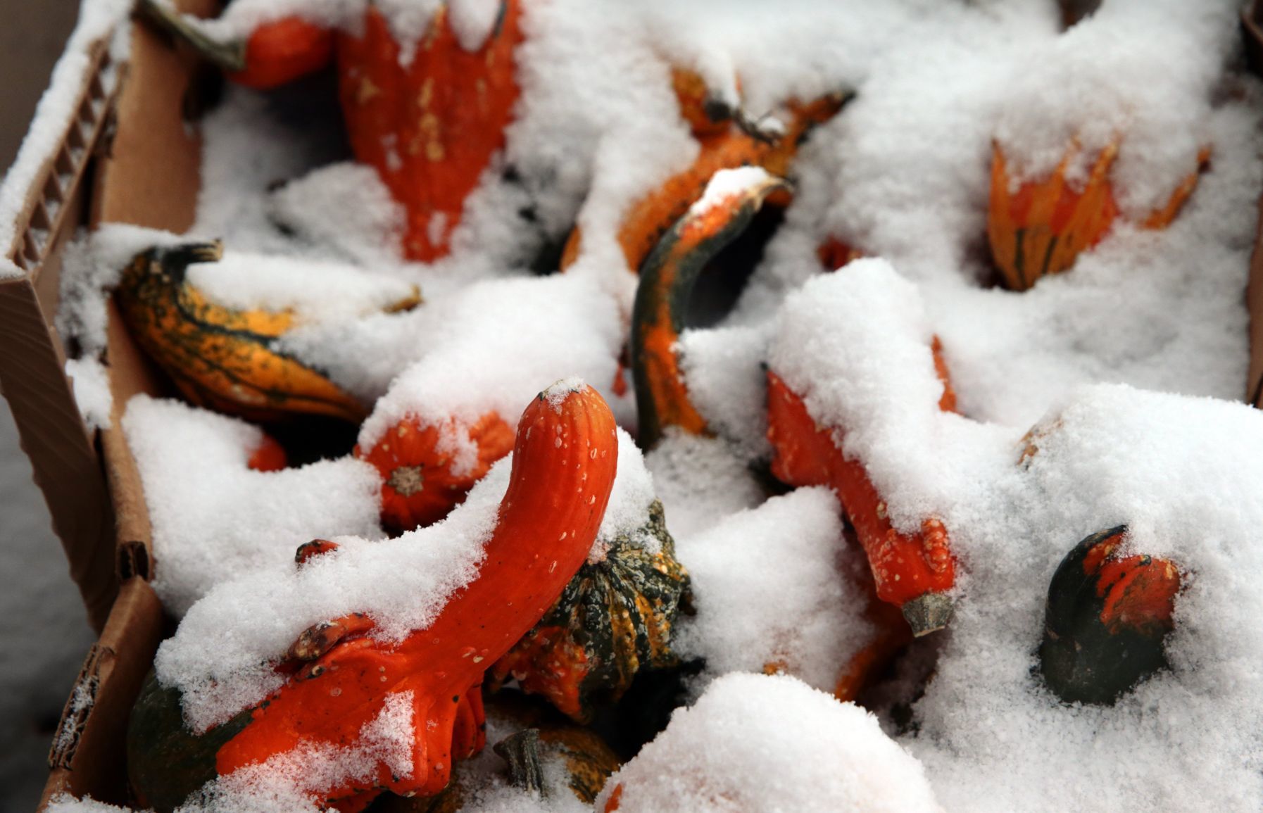 Webster Groves residents dig out of snowstorm